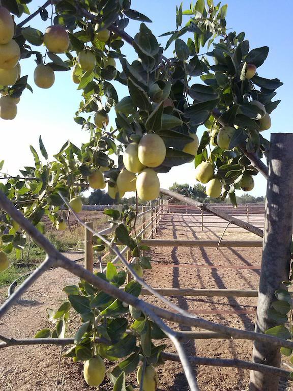Masseria Sucea Мартано Экстерьер фото